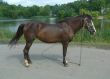 Horse on a background of a pond