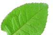 green vivid leaf details