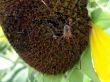 Spider on sunflower