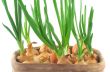 home-grown chive in a vintage pot
