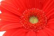 red gerbera - real macro