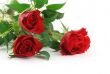 three beautiful maroon roses with decoration