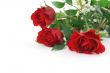 three beautiful maroon roses with decoration