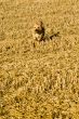 Terrier Dog Running in Straw Stubble