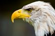 American Eagle  - Bird of Prey