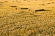 Straw Stubble Crop Harvest