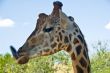 Funny Giraffe - Animal Tongue