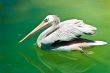 Crested White Pelican Bird