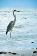 Heron - Bird in Sea Water