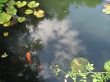 building reflected in goldfish pond