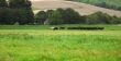 country side scene