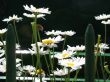 bright daisies