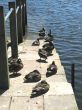 Ducks on the jetty
