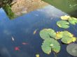 building reflected in goldfish pond