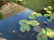 fish pond and reflection