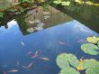 building reflected in goldfish pond