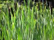 rushes growing out of lake