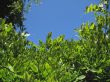bushy foliage against blue sky