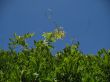 tree foliage against clear blue sky