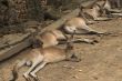 Lazy Kangaroos