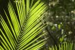 Tropical Leaf
