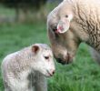 Ewe and Lamb