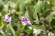 purple vine flowers