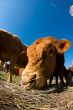 Bovine Caricature