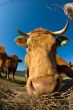 Bovine Caricature