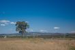Rural Landscape: Horse, Tree and Pylons