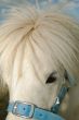 White Shetland Pony Portrait