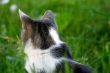 Cat in the grass