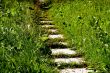 Path in the grass