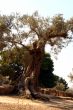 Oil Tree in Sicily at summer