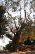Oil Tree in Sicily at summer
