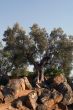 Oil Tree in Sicily at summer