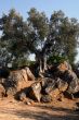 Oil Tree in Sicily at summer