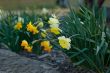 White and Yellow Daffodil