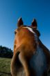 Equine Caricature
