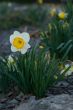 White and Yellow Daffodil