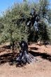 Oil Tree in Sicily at summer