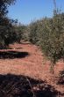 Oil Tree in Sicily at summer