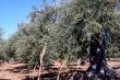 Oil Tree in Sicily at summer
