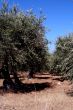 Oil Tree in Sicily at summer