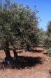 Oil Tree in Sicily at summer