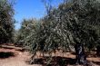 Oil Tree in Sicily at summer