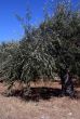 Oil Tree in Sicily at summer