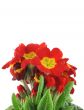 beautiful vivid flowers on white background