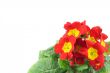 beautiful vivid flowers with copyspace