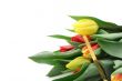 bouquet of colorful tulips on white